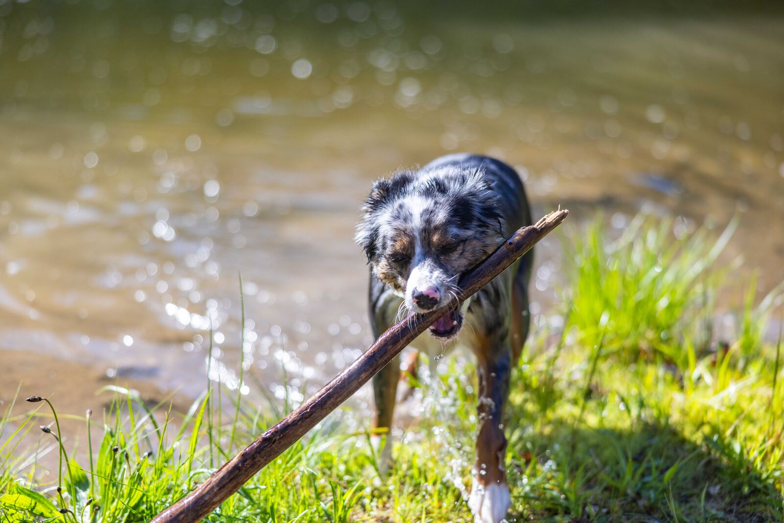 A dog fetching a stick from the swim pond